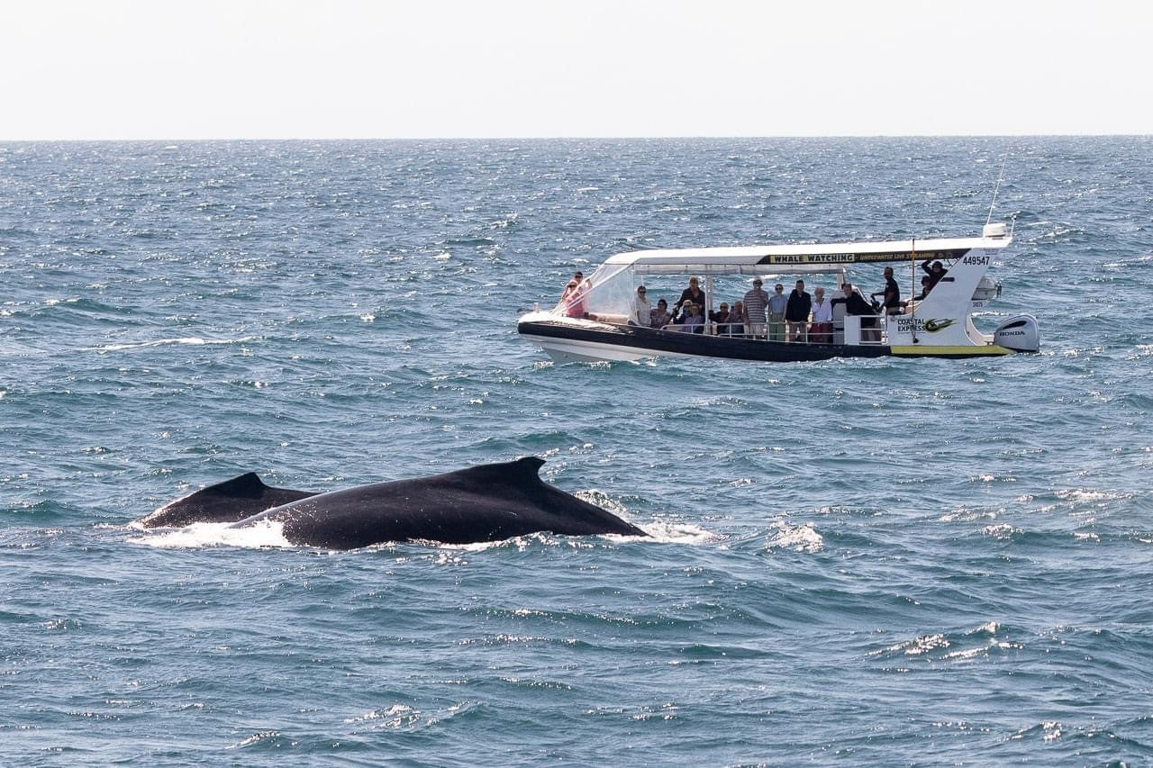 Coastal Express 2Hr Mooloolaba Whale Watching Experience