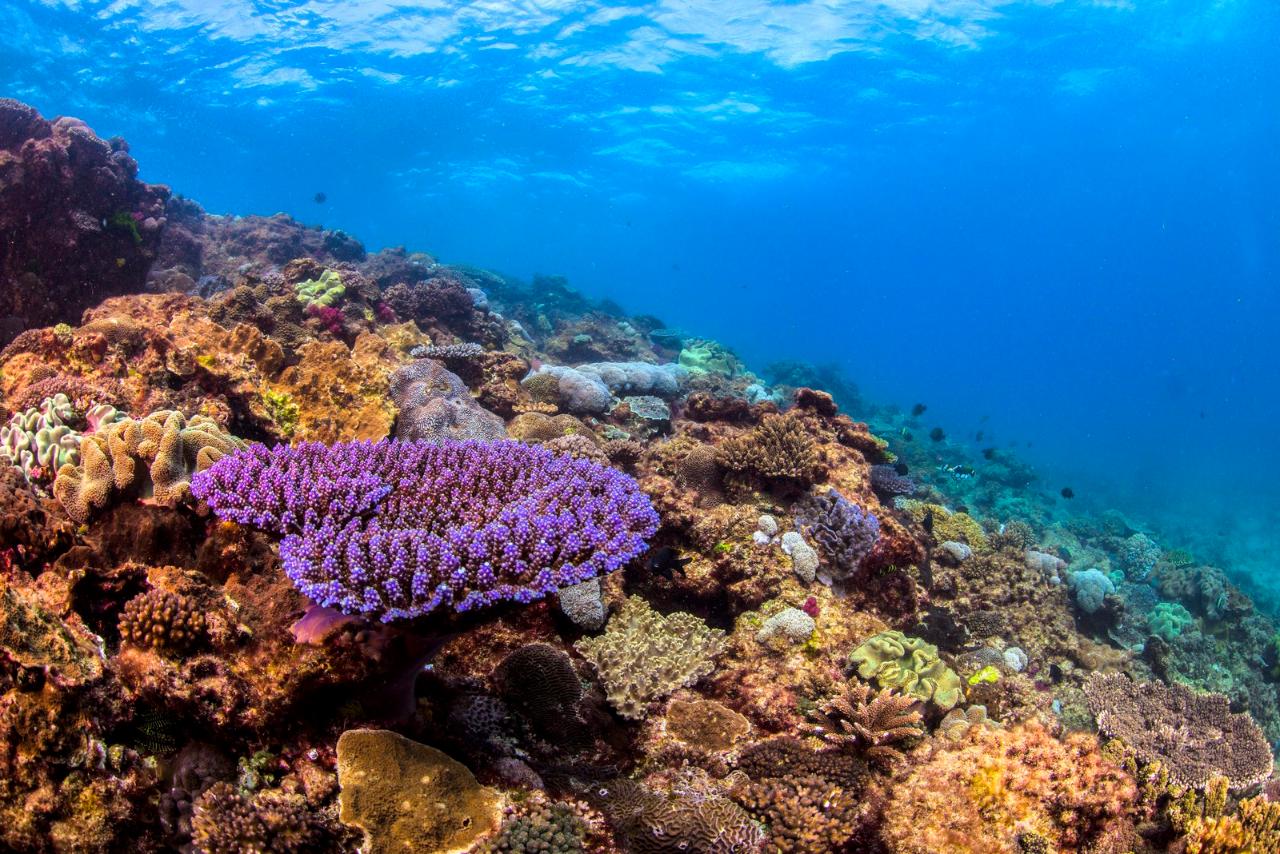 Flinders Reef Dive Trip