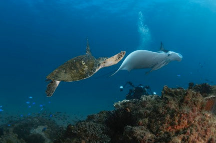 Certified Divers - Cook Island Double Dive Special