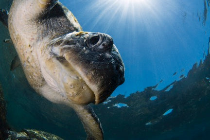 Certified Divers - Cook Island Double Dive Special