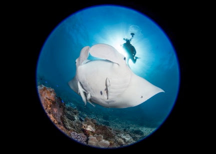 Certified Divers - Cook Island Double Dive Special