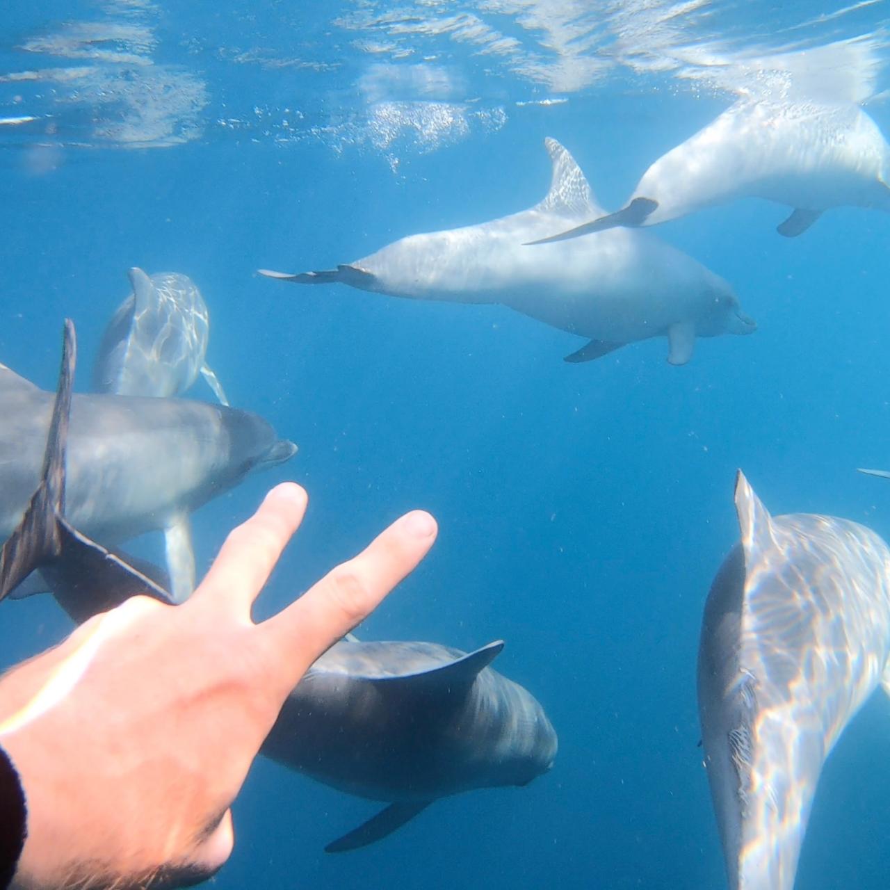 Wild Dolphin Swim