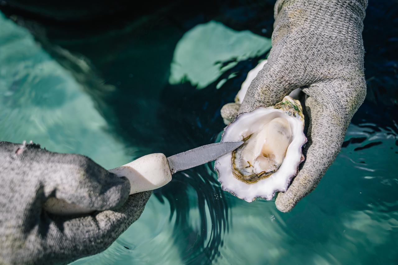 Coffin Bay Oyster Farm & Bay Tour - 12 Oysters - Including Wading Experience
