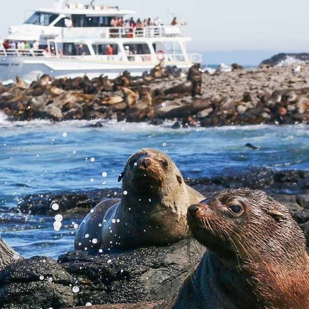 Phillip Island Seal Cruise