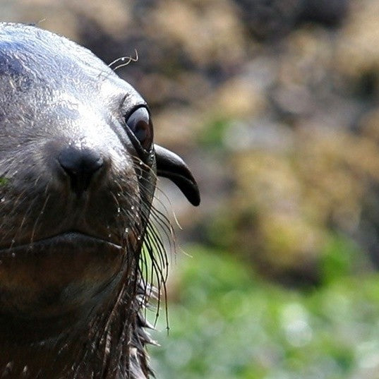 Phillip Island Seal Cruise
