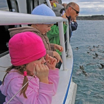 Phillip Island Seal Cruise