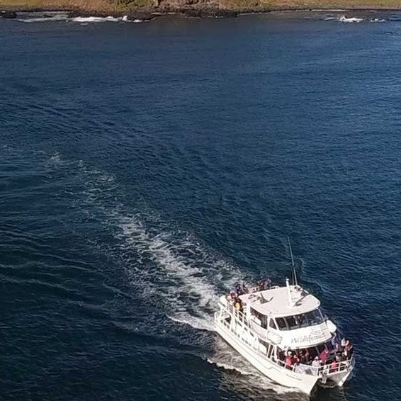 Phillip Island Seal Cruise