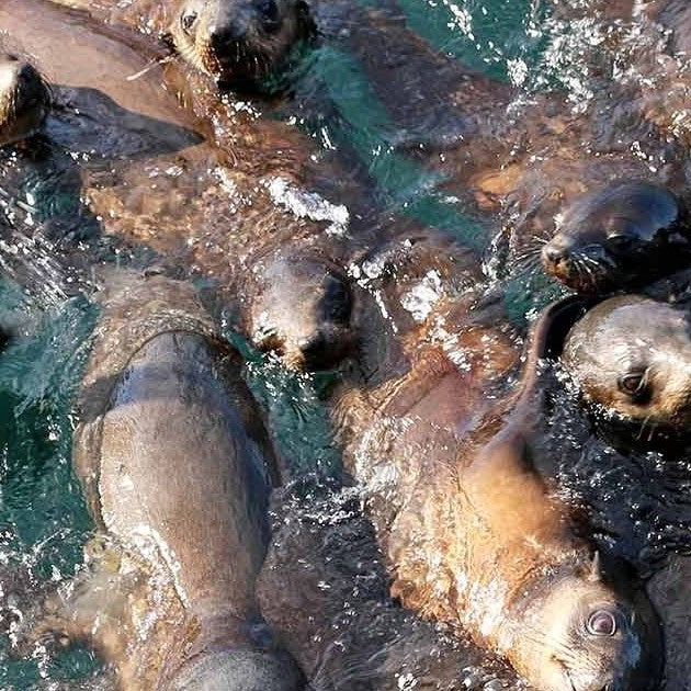 Phillip Island Seal Cruise