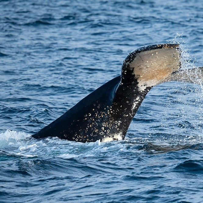 Winter Whale Cruise