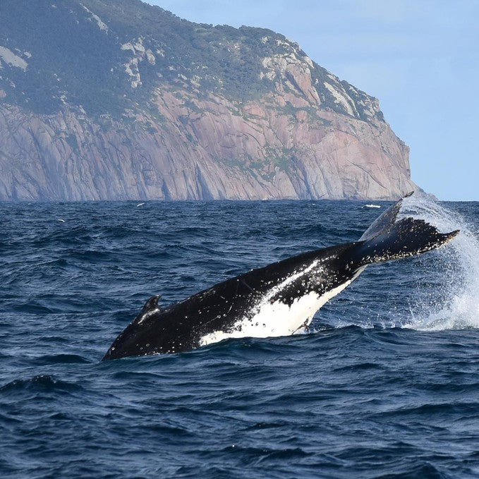Wilsons Prom – Whale Cruise