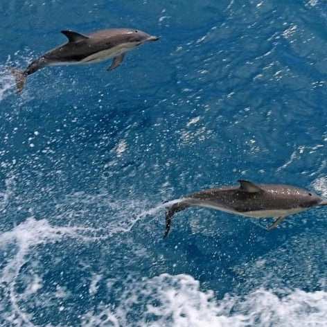 Wilsons Prom – Whale Cruise