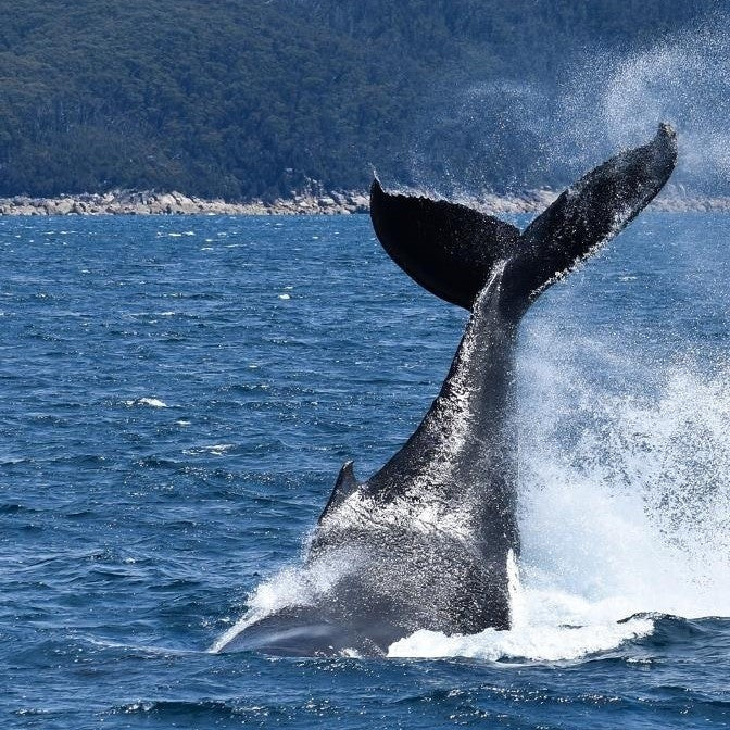 Wilsons Prom – Whale Cruise