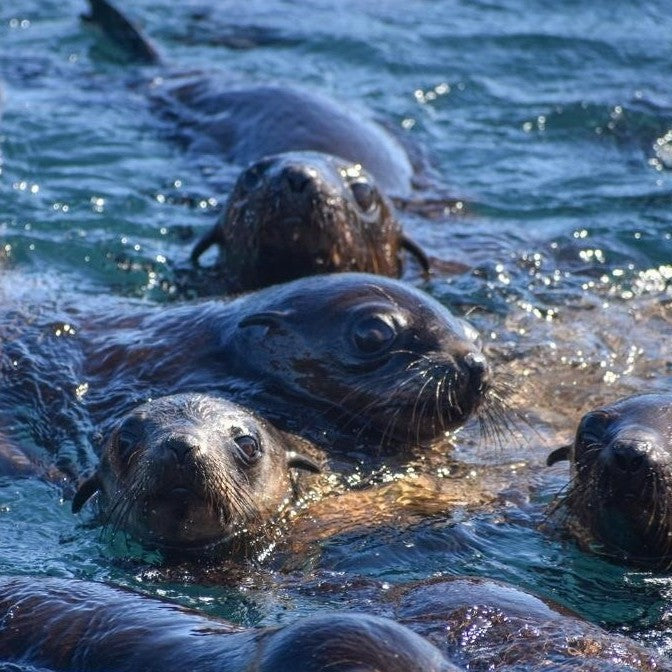 Phillip Island Seal Cruise - Family