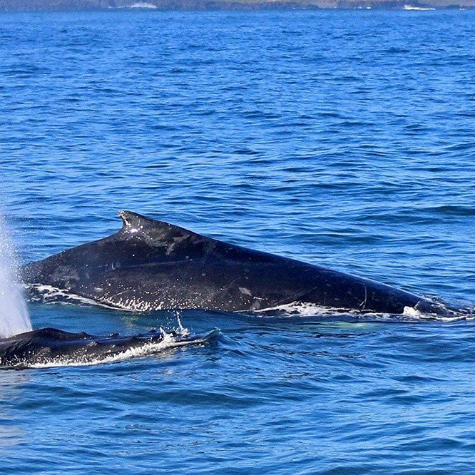 Dolphin & Whale Cruise - Family