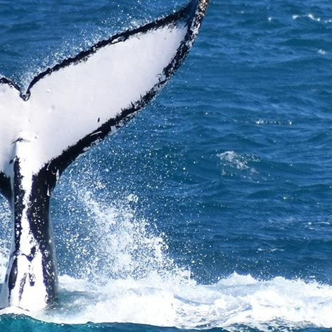 Wilsons Prom – Whale Cruise - Family