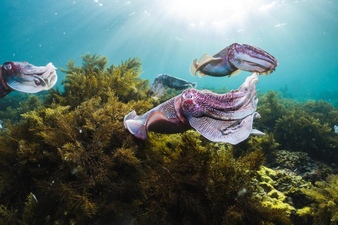 Swim With The Giant Cuttlefish