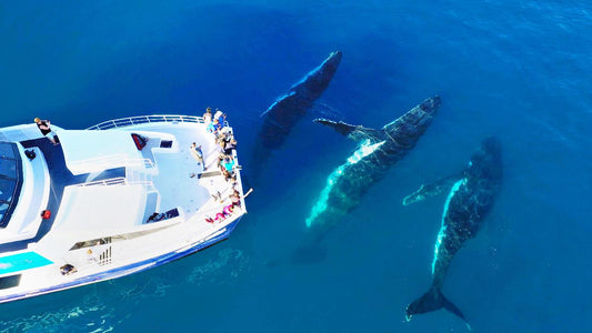 Half Day Whale Watching Encounter
