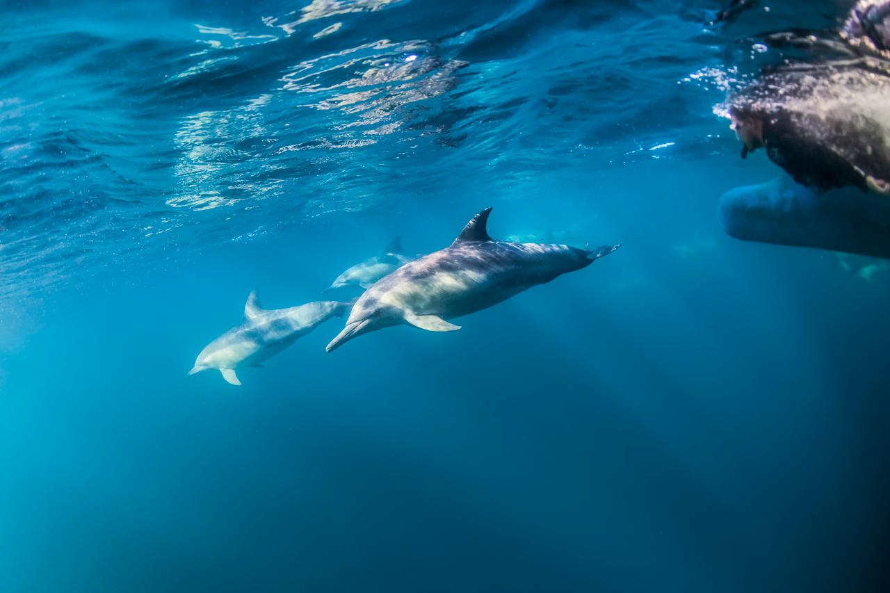 Wild Dolphin Watch 