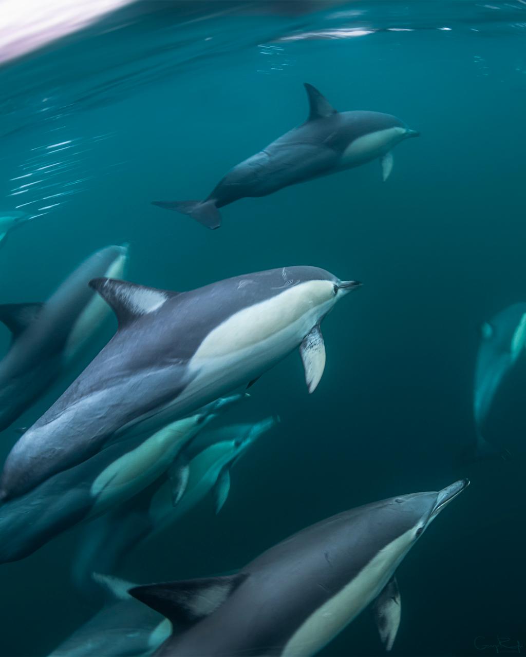 Wild Dolphin Watch 