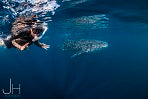 Deluxe Whaleshark Swim Tour Aboard Mv Jazz 2