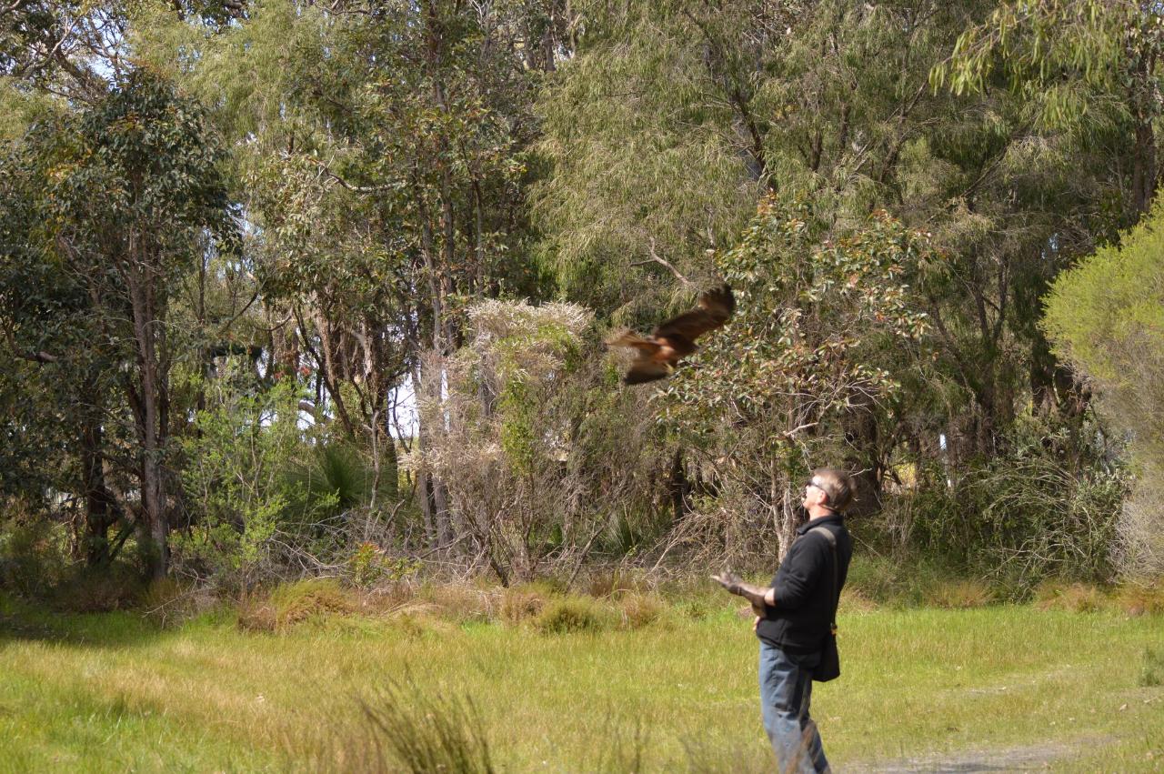 Eagles Heritage Encounters And Birds Of Prey Forest Walk