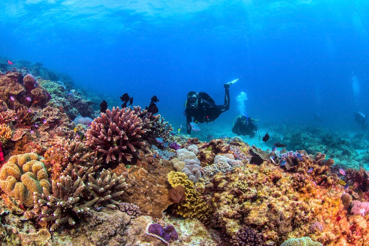 Flinders Reef Dive Trip