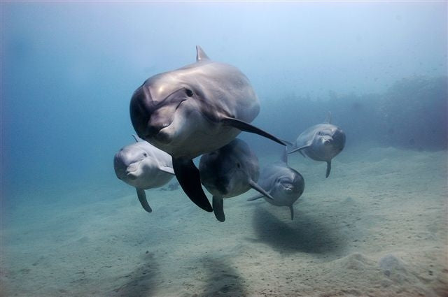 Small Group Dolphin & Seal Swim - Private Charter