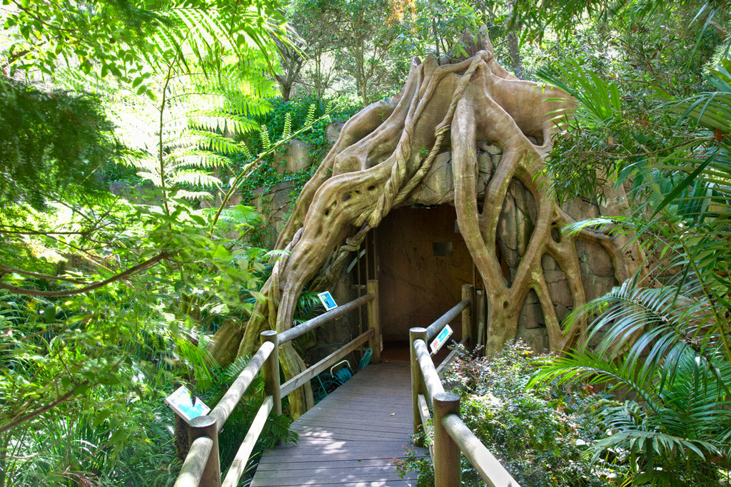 Springbrook & Tamborine Rainforest Tour