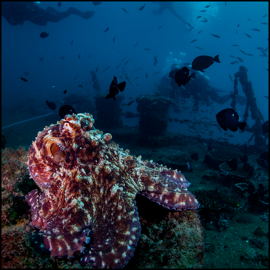 Ex-Hmas Brisbane Double Dive