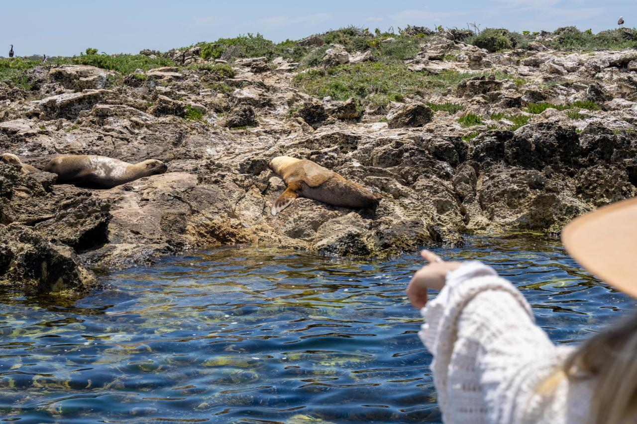 Coffin Bay Oyster Farm & Bay Tour - 12 Oysters - Including Wading Experience