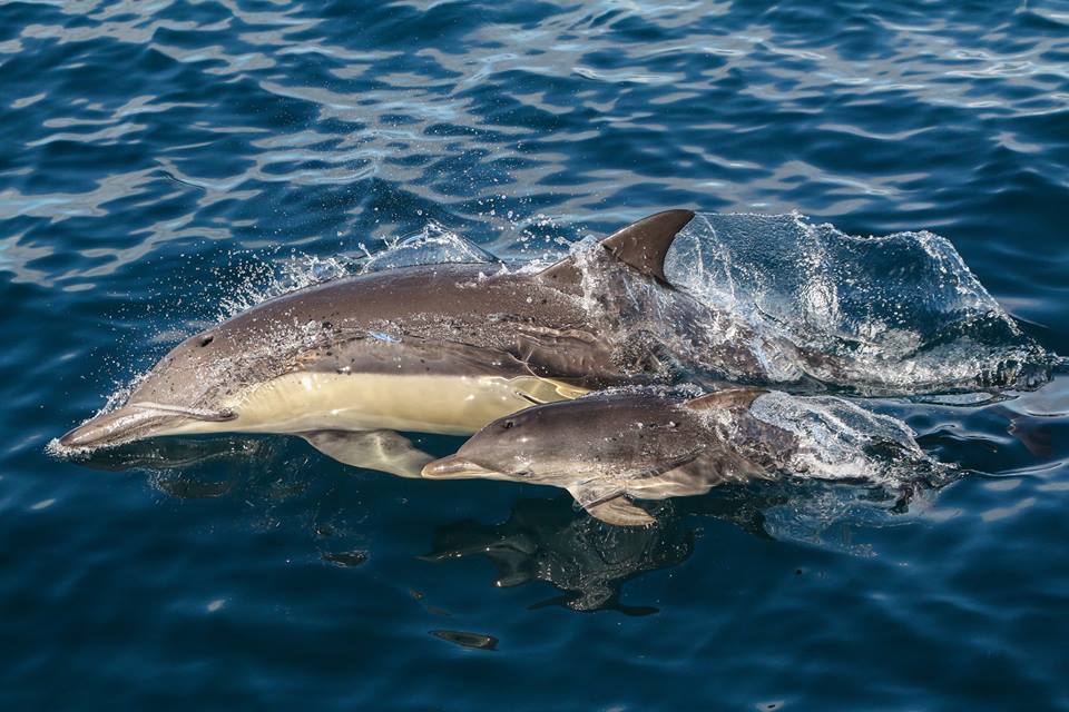 Wild Dolphin Watch 