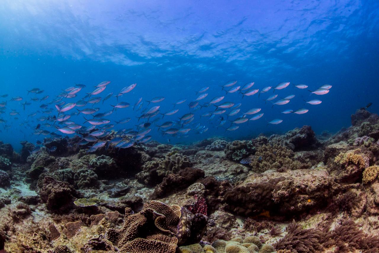 Flinders Reef Dive Trip