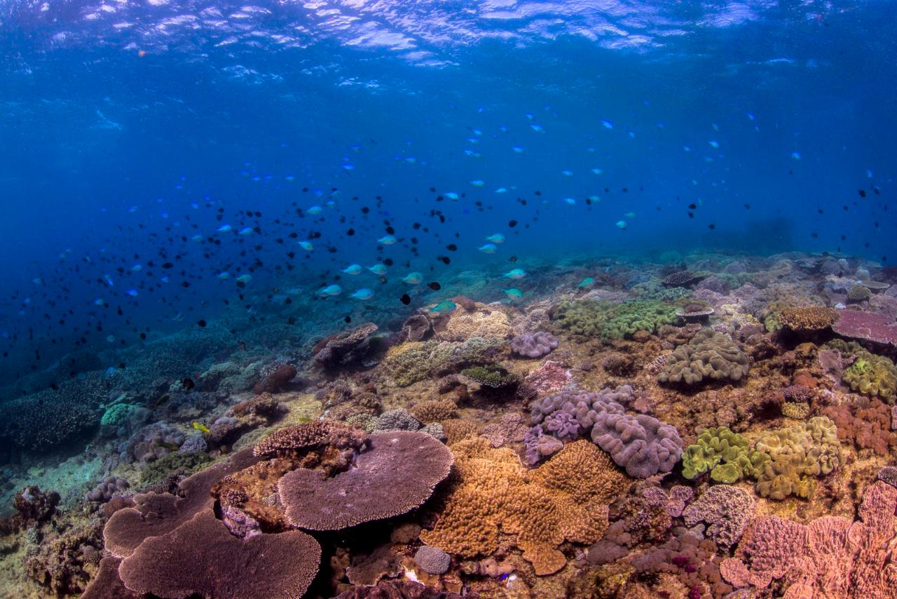 Flinders Reef Dive Trip