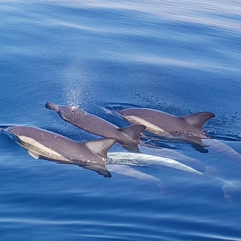 Wild Dolphin Watch 