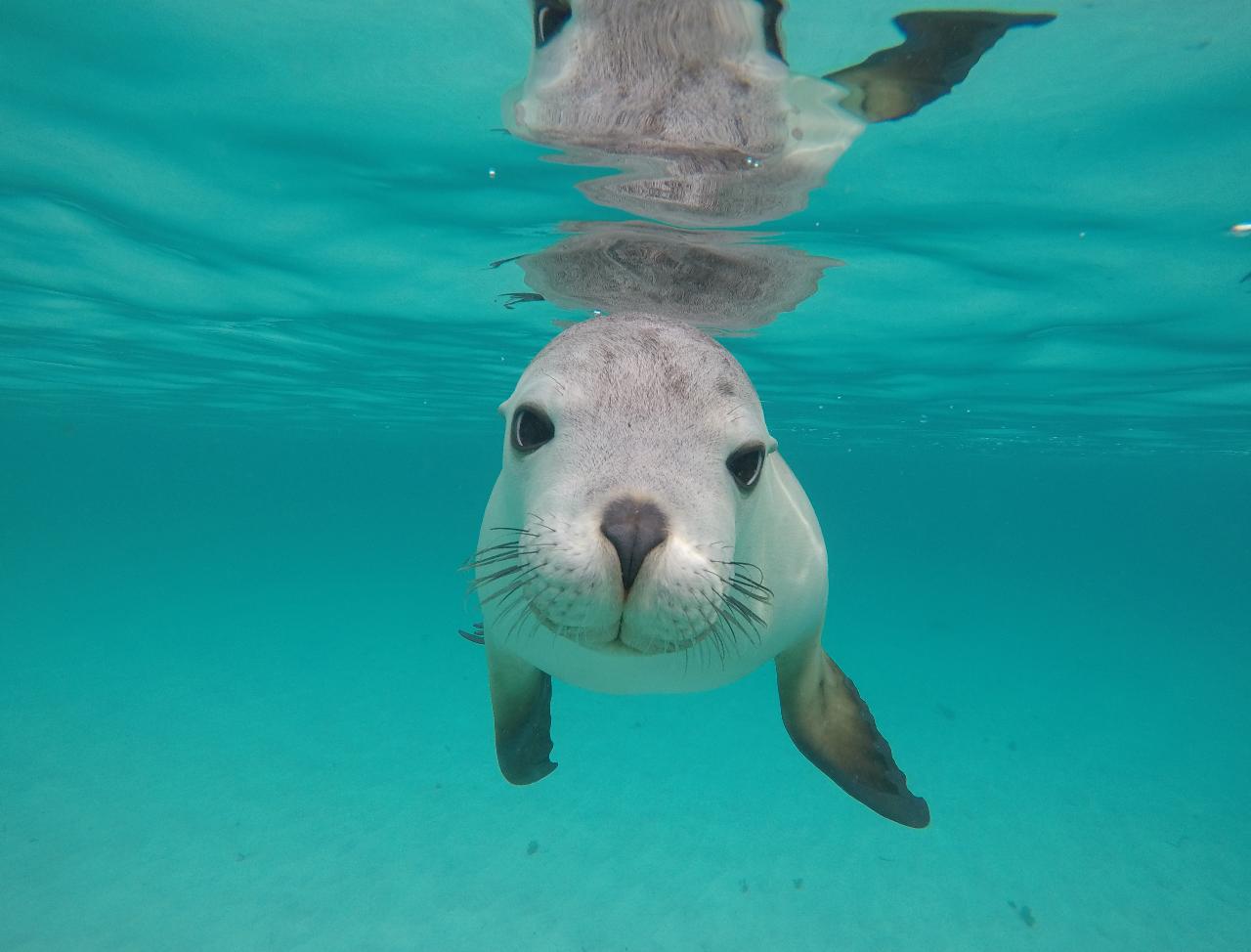 Swim With The Sealions