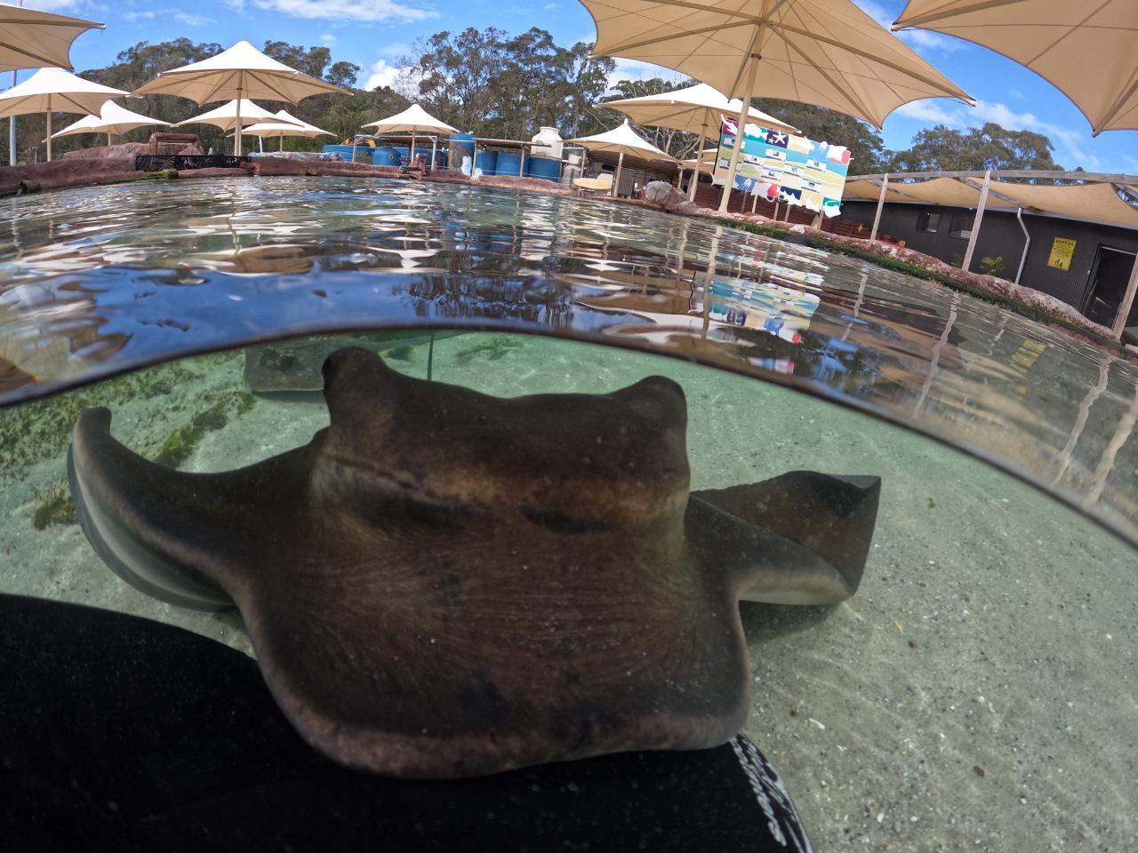 Irukandji Entry Pass & Stepping In The Lagoon Shallows & Shark Food