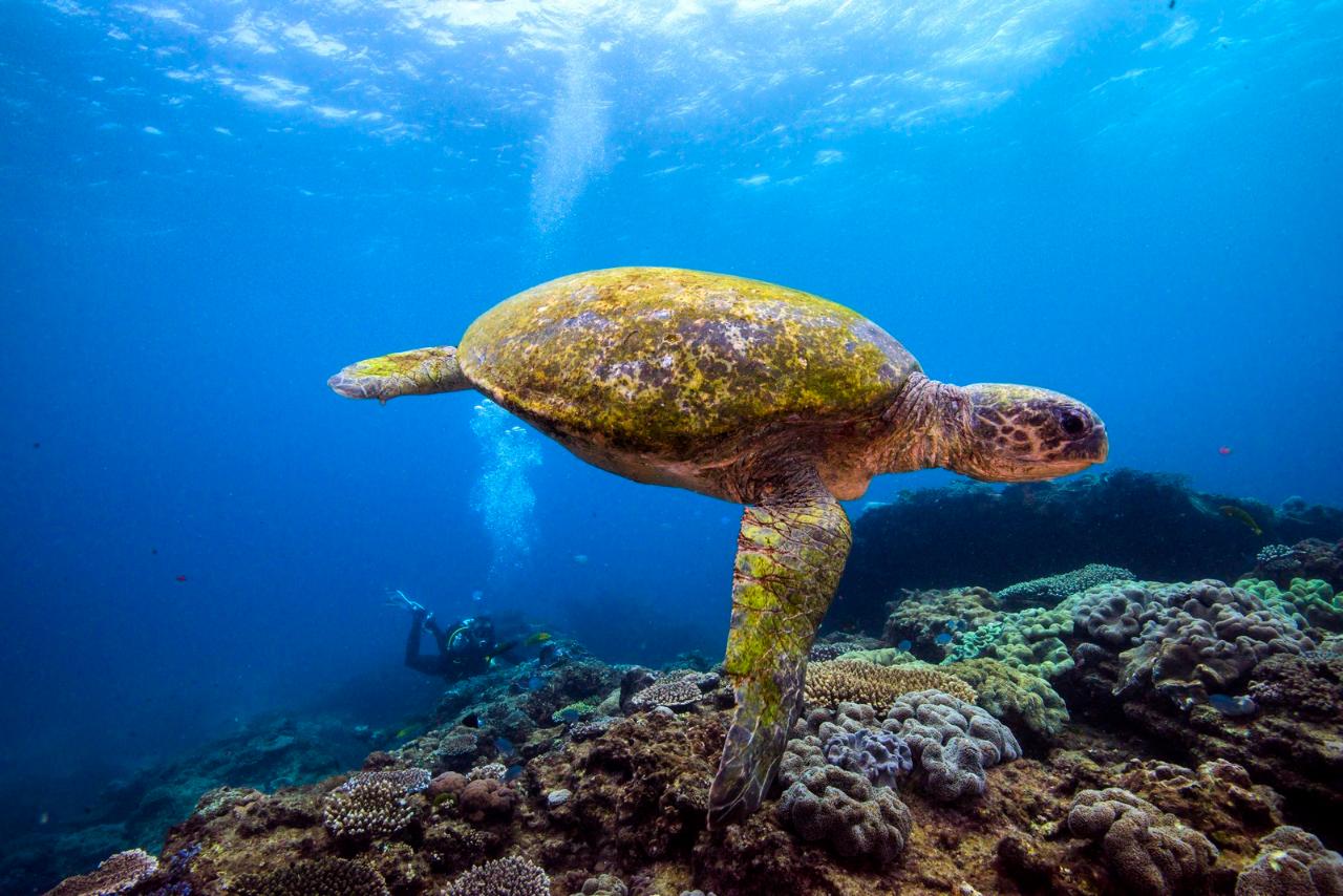 Flinders Reef Dive Trip