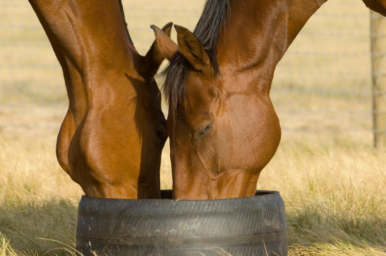 Half Day Racehorse Tour