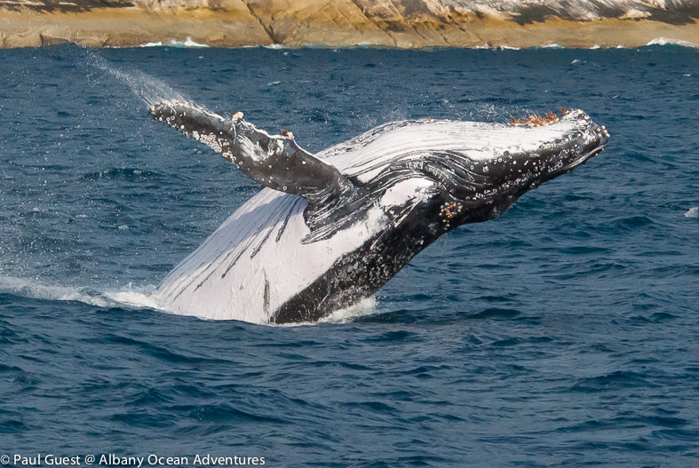 Your Whale Adventure