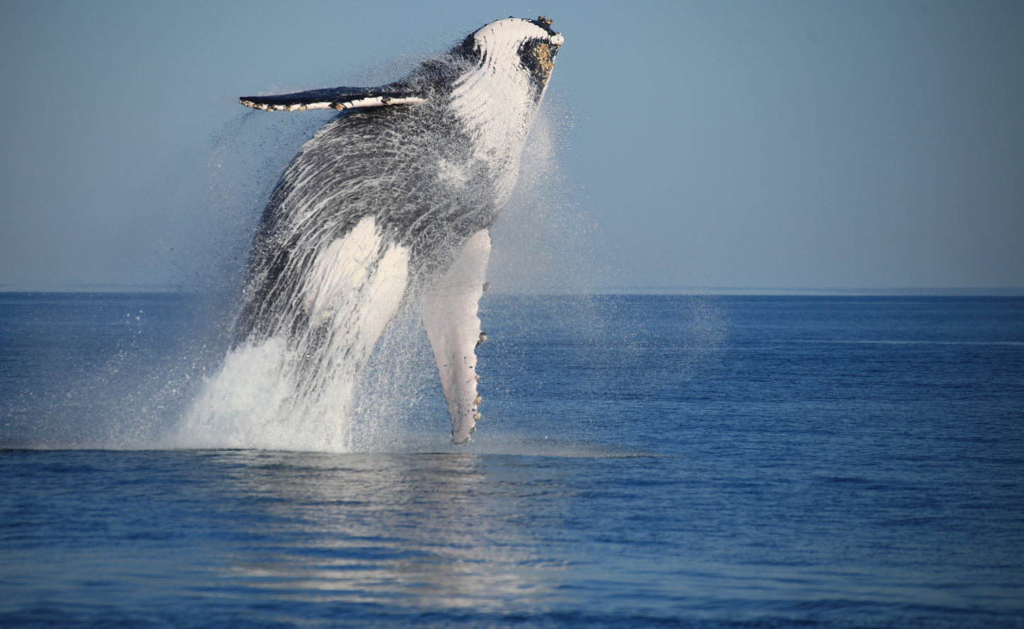 Sunset Whale Watching Cruise