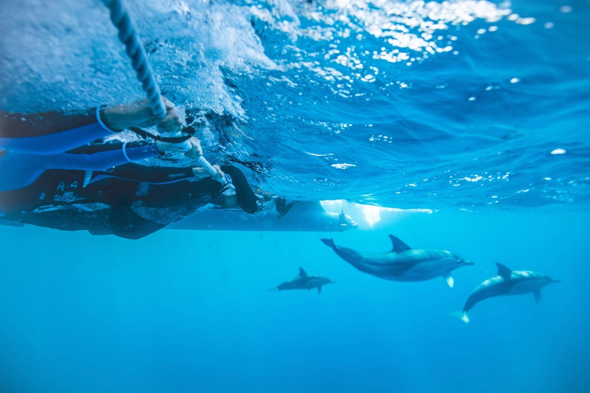 Wild Dolphin Swim & Watch 