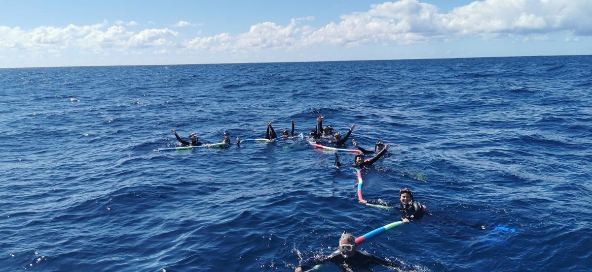 Swim With Whales: Gold Coast 3-Hour Cruise