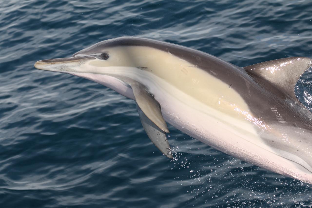 Wild Dolphin Swim & Watch 