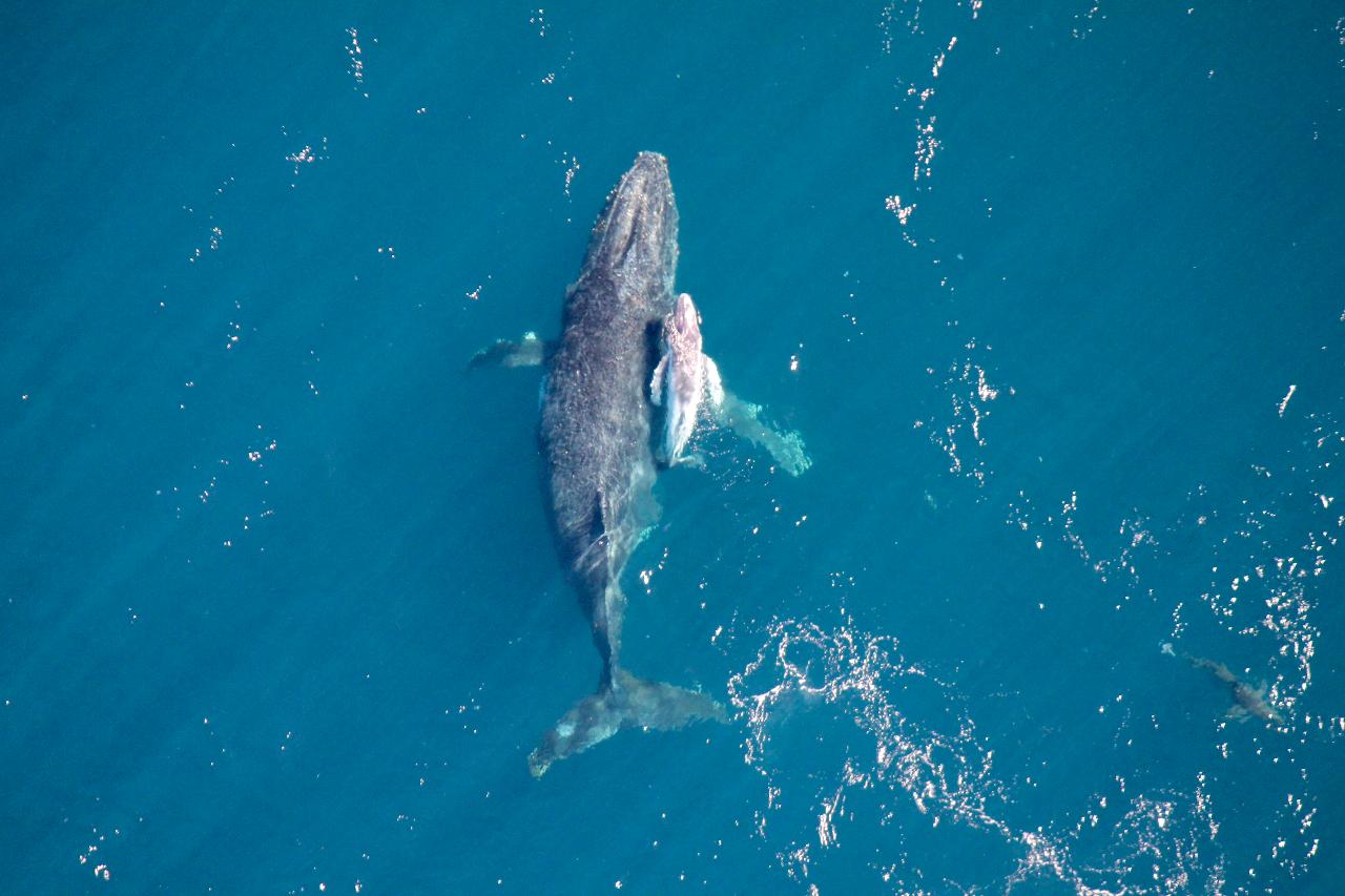 60 Min Birds Eye View Ningaloo