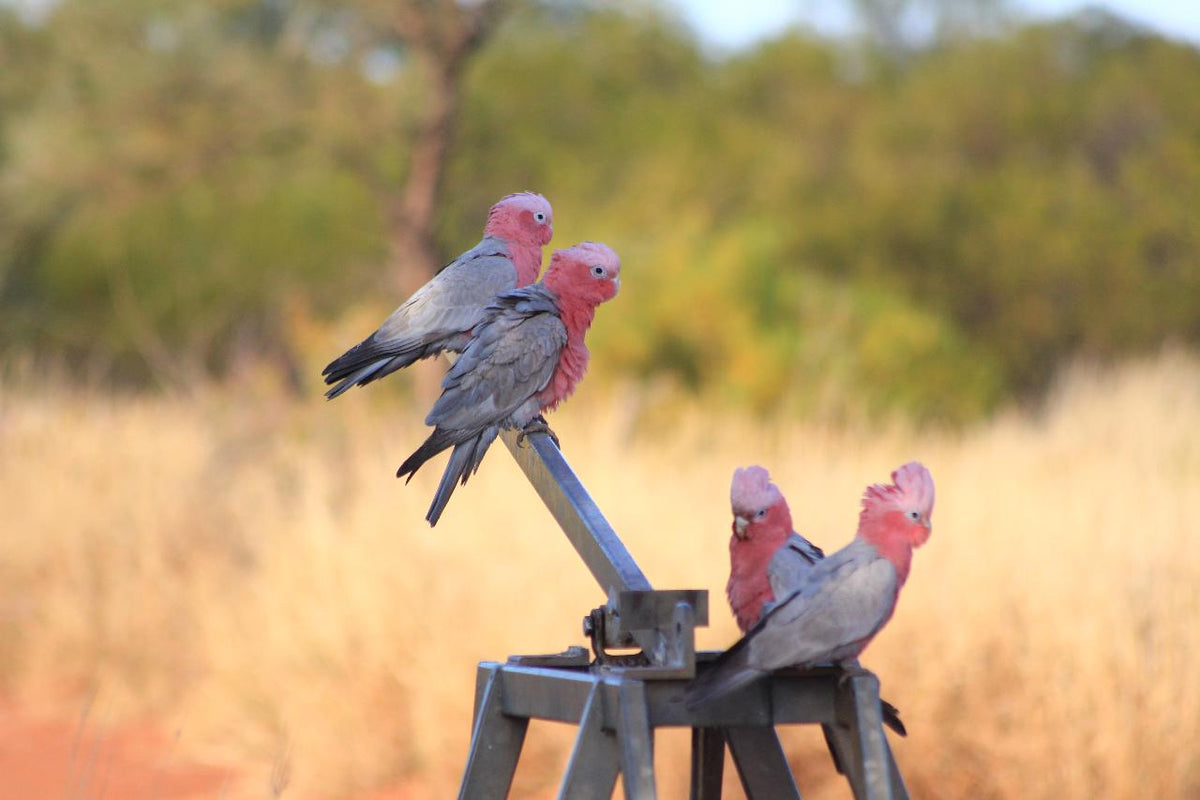 Canning Stock Route Tour Broome To Newman Or Broome 16 Days