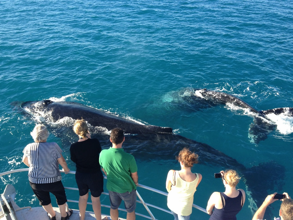 Sunset Whale Watching Cruise