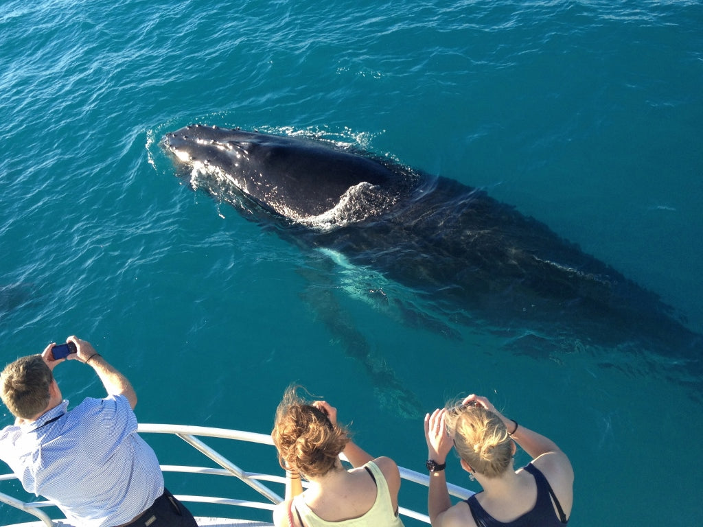 Sunset Whale Watching Cruise