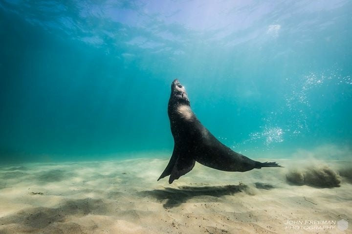Small Group Dolphin & Seal Swim - Private Charter