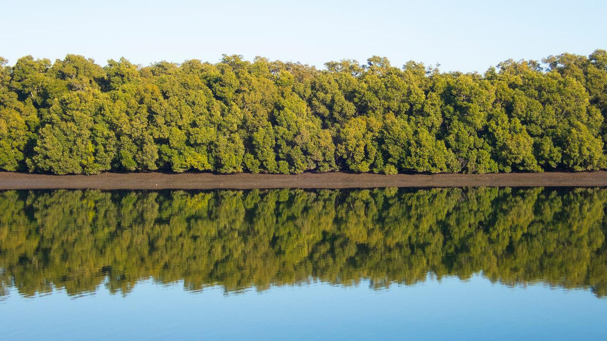 Kangaroos, Mangroves And The Ocean Tour