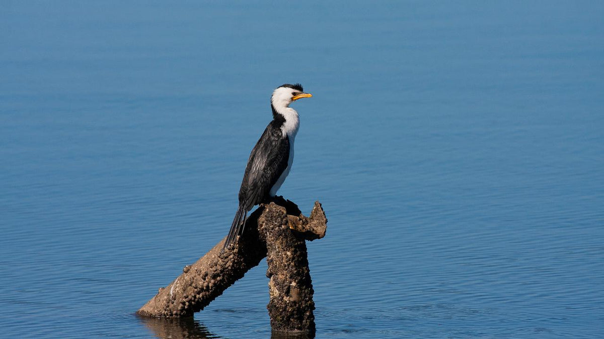 Kangaroos, Mangroves And The Ocean Tour
